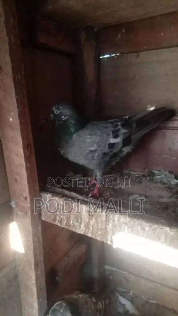 Pigeon