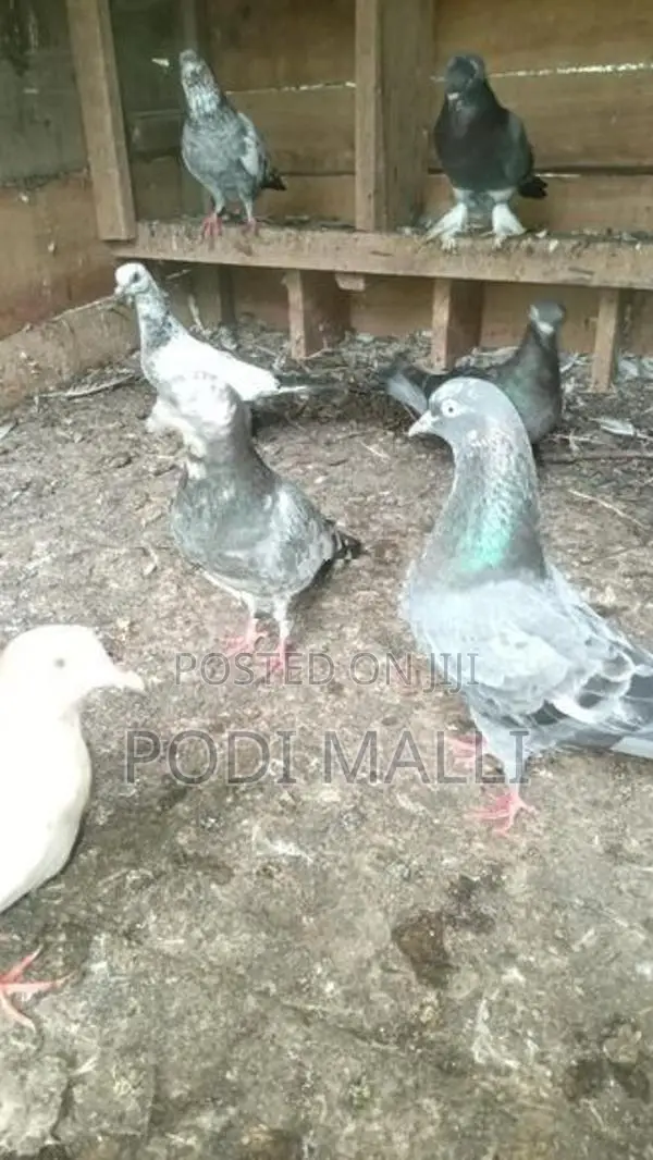 Pigeon