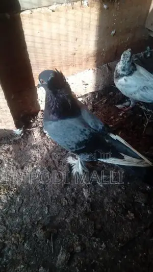 Pigeon
