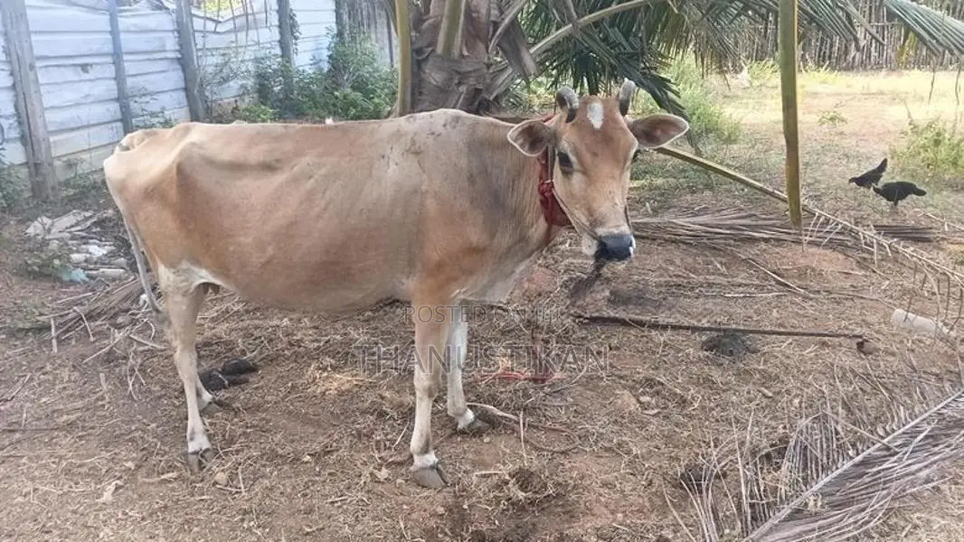 Milk Cow