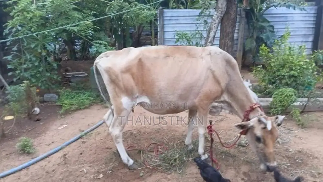 Milk Cow