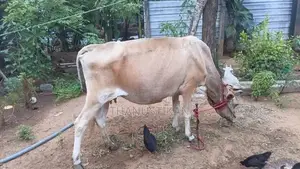 Milk Cow