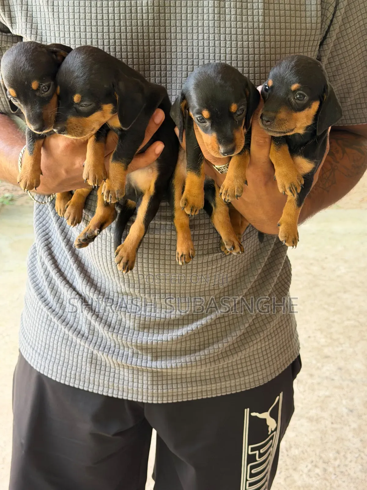 1-3 months Male Purebred Dachshund