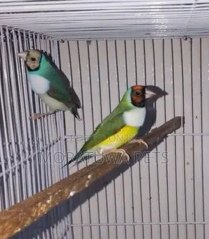 Gouldian Birds