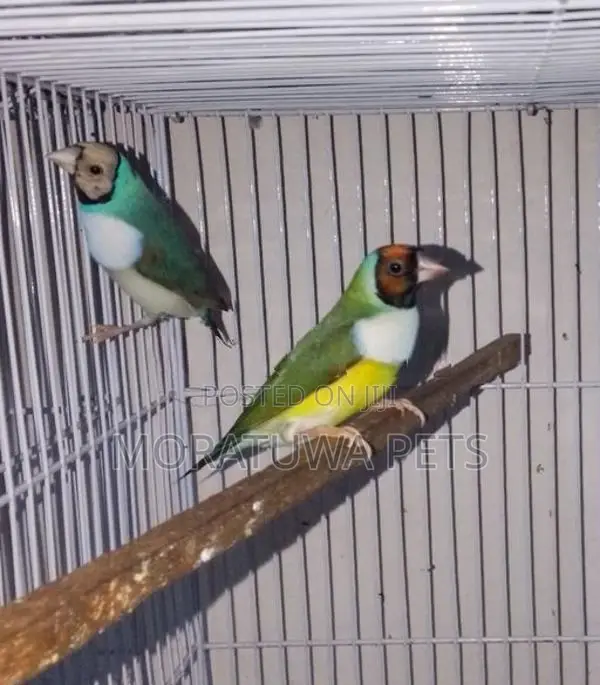 Gouldian Birds
