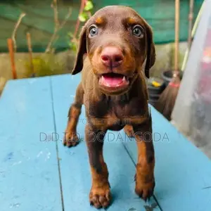 Doberman Puppies