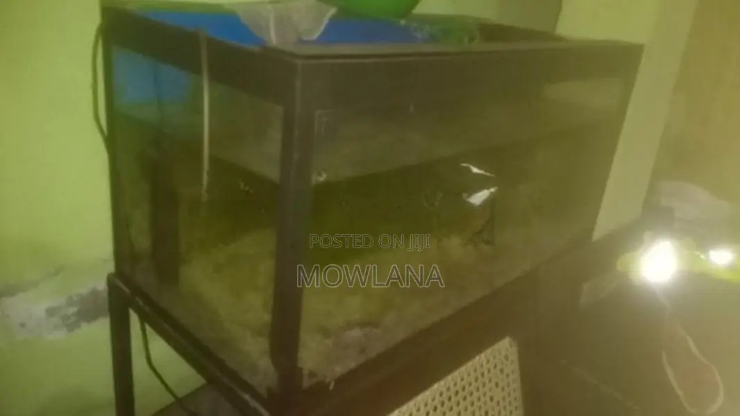 3 Foot Fish Tank