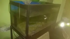 3 Foot Fish Tank