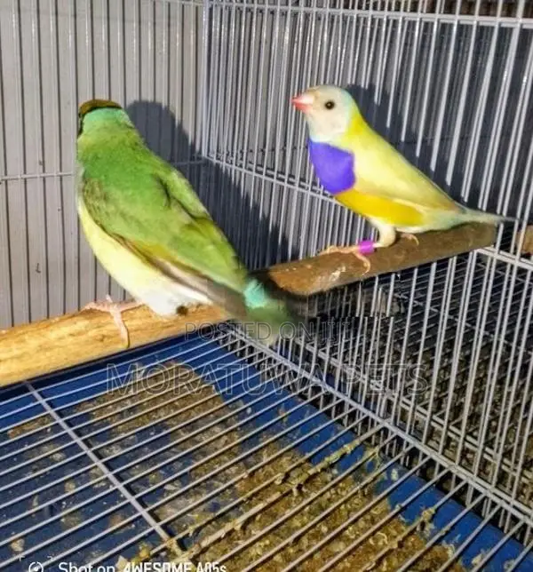 Gouldian Birds