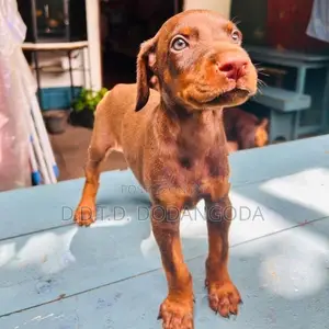 Doberman Puppies