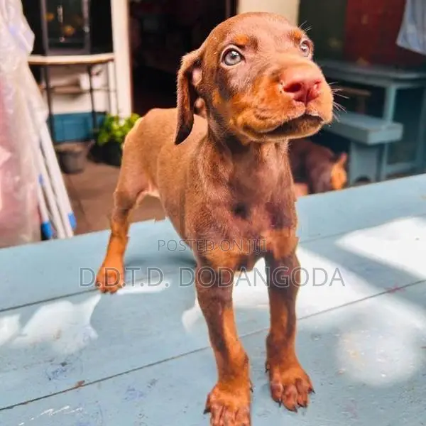 Doberman Puppies