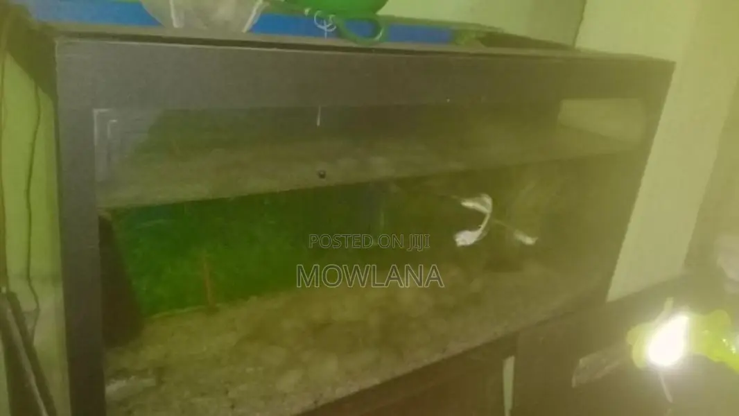 3 Foot Fish Tank