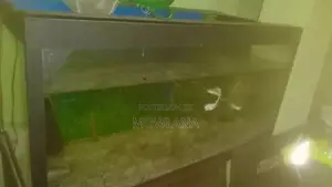 3 Foot Fish Tank
