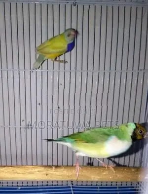 Gouldian Birds