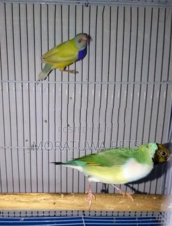 Gouldian Birds