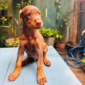 Doberman Puppies