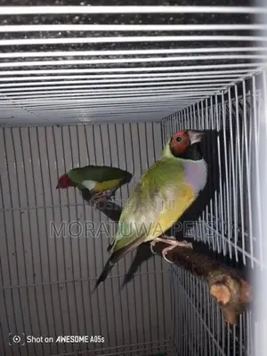 Gouldian Birds