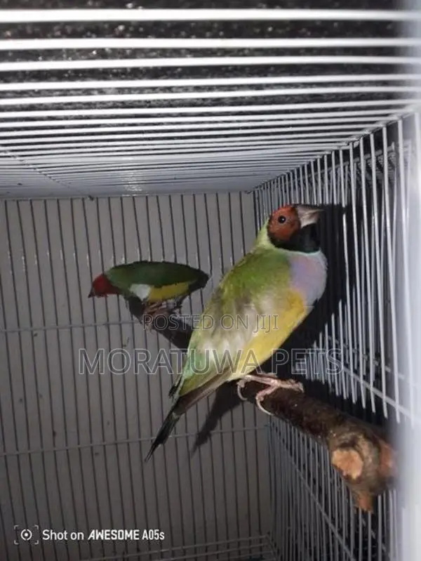 Gouldian Birds