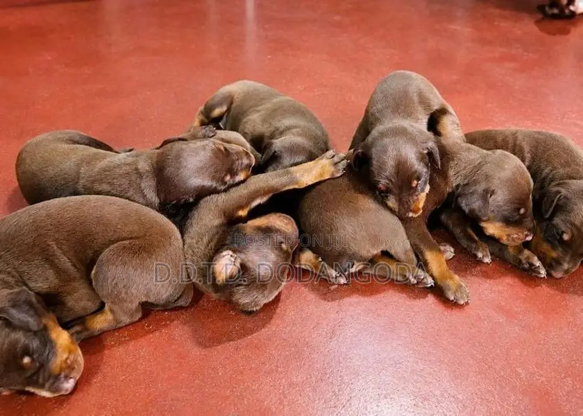 Doberman Puppies