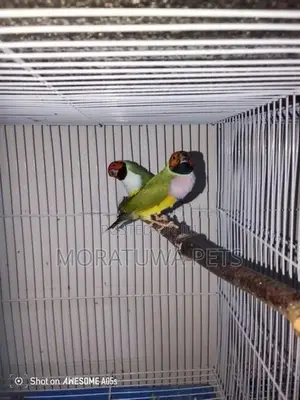 Gouldian Birds
