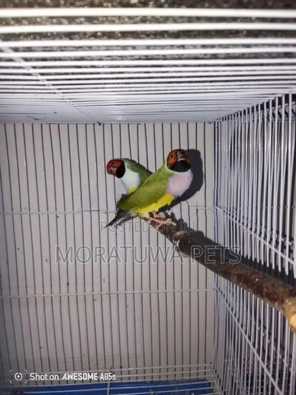 Gouldian Birds