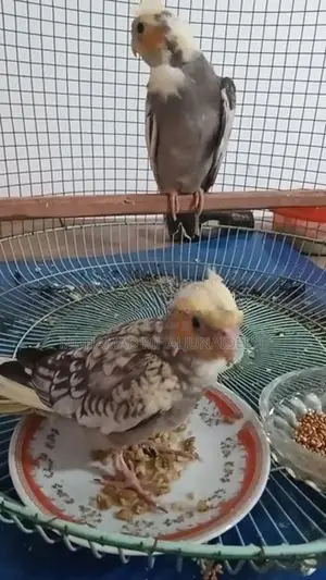 Cockatiel Birds