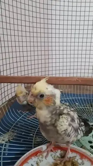 Cockatiel Birds