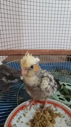 Cockatiel Birds