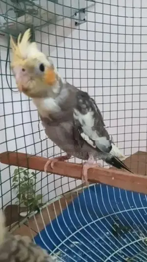Cockatiel Birds