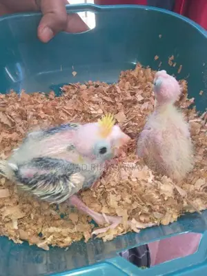 Cockatiel Birds