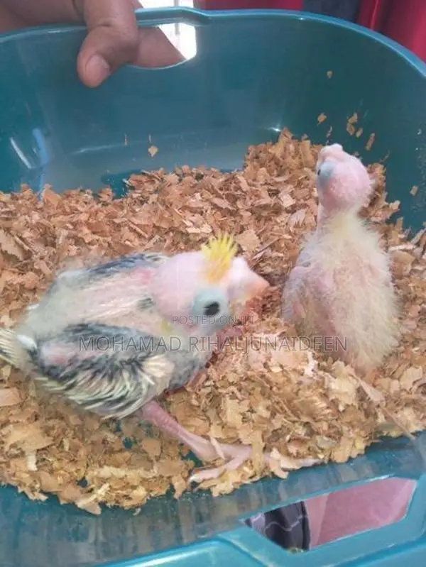 Cockatiel Birds