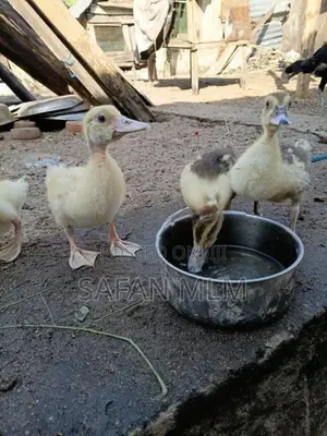 ஜம்போ வாத்து குஞ்சுகள்
