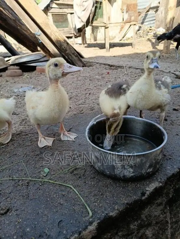 ஜம்போ வாத்து குஞ்சுகள்