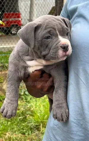 American Bully Puppies