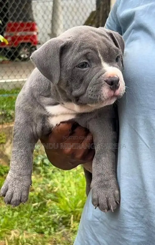American Bully Puppies