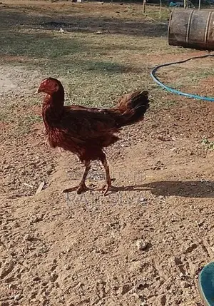 Farm Hen