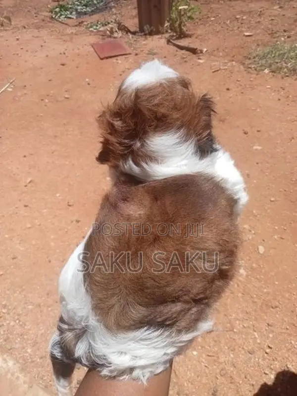 Shih Tzu Puppy