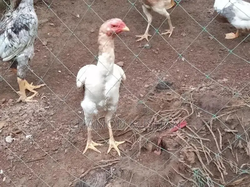 බිත්තර දමන පොර කිකිලියන්