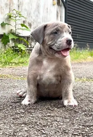 American Bully Puppies