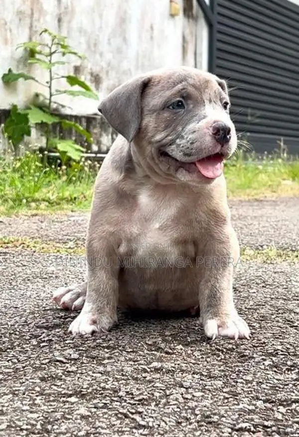 American Bully Puppies