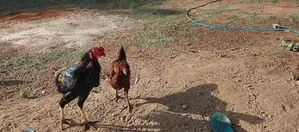 Farm Hen