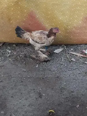 බිත්තර දමන පොර කිකිලියන්