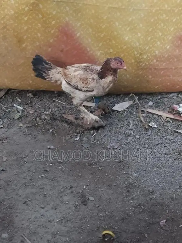 බිත්තර දමන පොර කිකිලියන්
