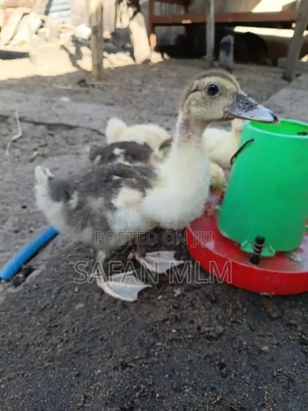 ஜம்போ வாத்து குஞ்சுகள்