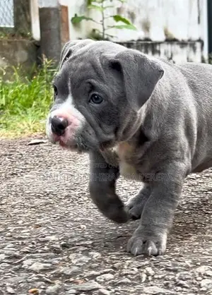 American Bully Puppies