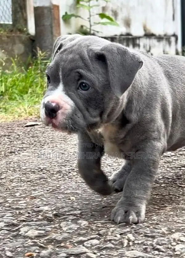American Bully Puppies