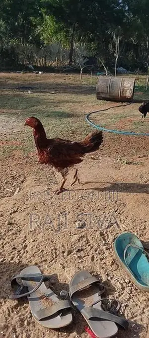 Farm Hen