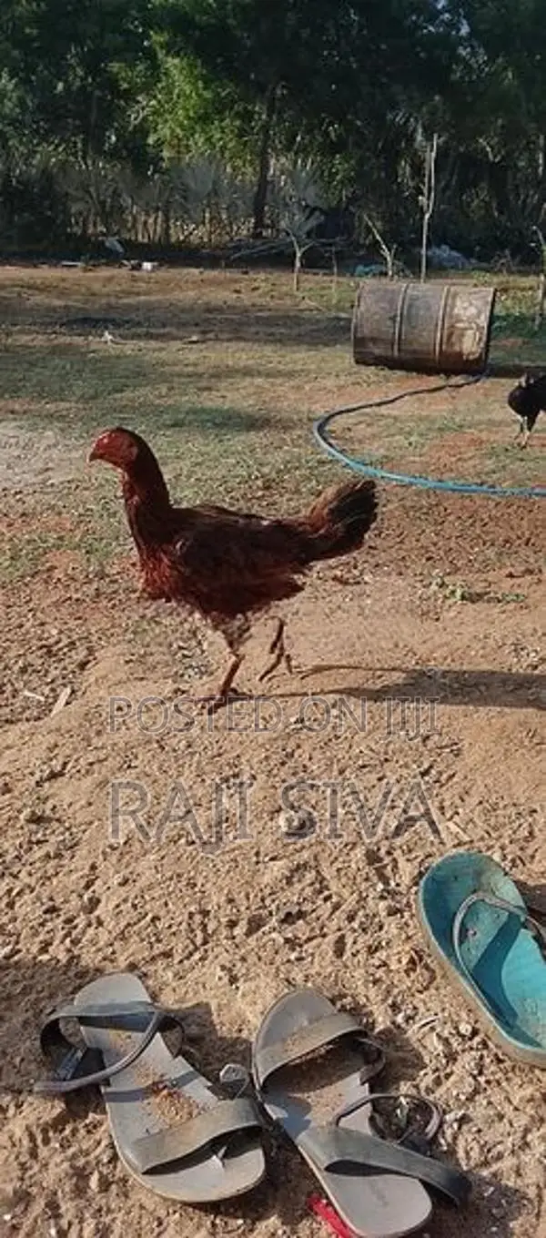 Farm Hen