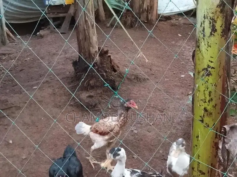 බිත්තර දමන පොර කිකිලියන්