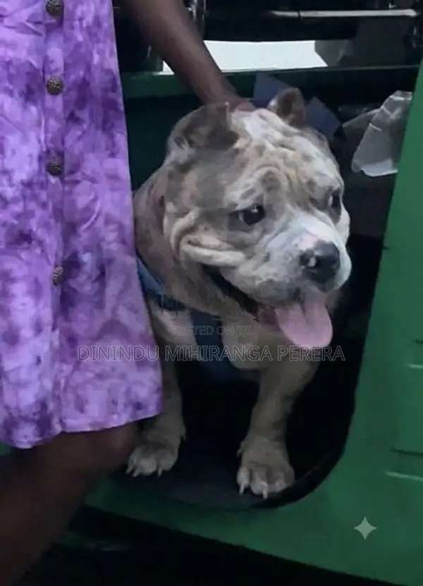 American Bully Puppies